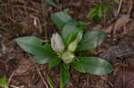 Striped gentian